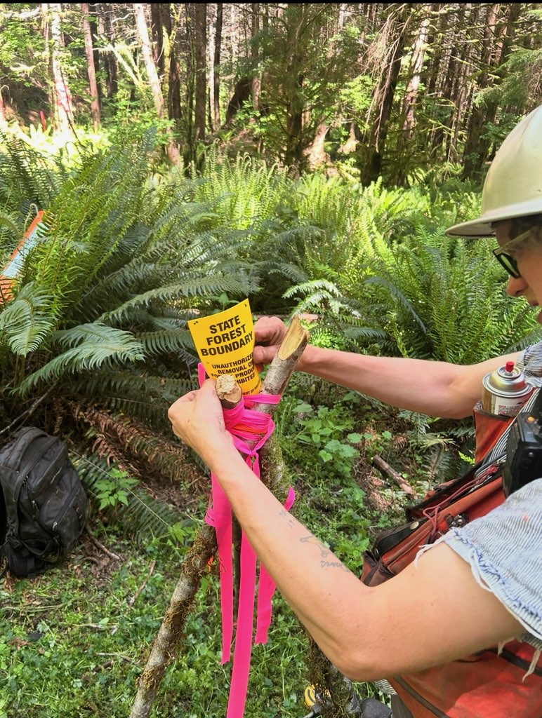 Marking a state forest boundary in dense fern-covered timber